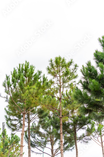 Pine tree branches