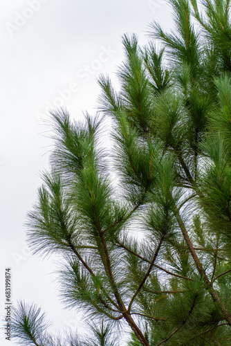 Pine tree branches