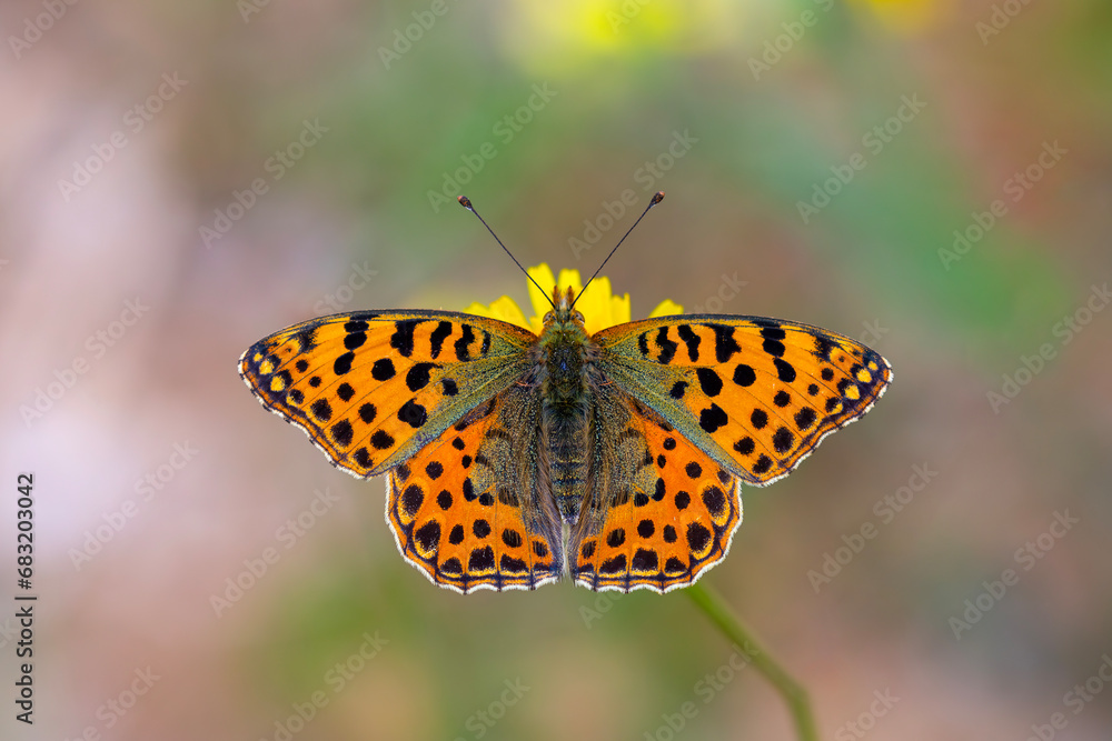 red butterfly on yellow flower, Issoria lathonia red butterfly on yellow flower, Issoria lathonia