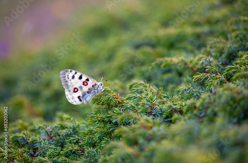 Obraz na płótnie Female Apollo Butterfly, Parnassius apollo