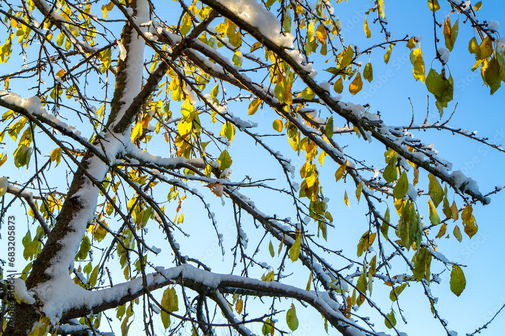 Cherry tree with yellow leaves, covered with snow. The first snow in autumn. Cherry tree with yellow leaves, covered with snow. The first snow in autumn.