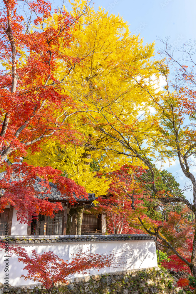 西教寺の紅葉