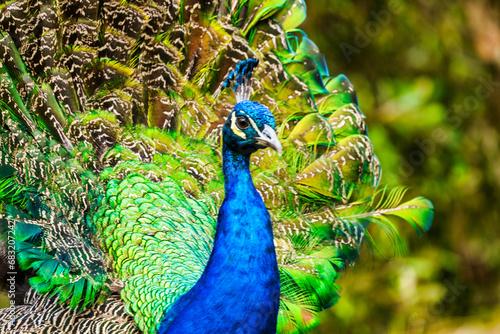 Wallpaper Mural Snow leopard close up, animal protection concept Torontodigital.ca