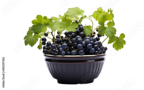 Black Currant Plant Seedling in a White Bowl on a Transparent Background