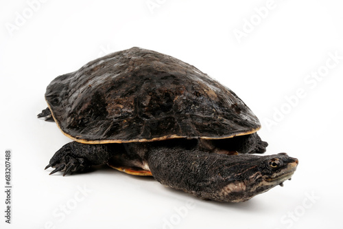 Dunkle Krötenkopfschildkröte // Geoffroy's side-necked turtle (Phrynops geoffroanus)