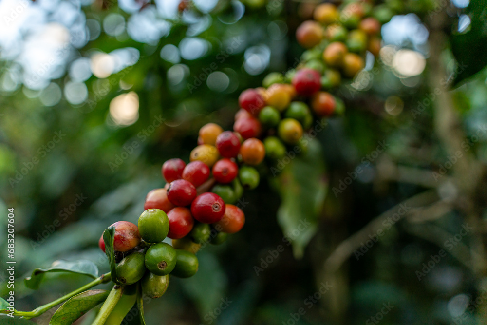 Coffee beans ripening, fresh coffee, red berry branch, industry agriculture on tree in Vietnam Coffee beans ripening, fresh coffee, red berry branch, industry agriculture on tree in Vietnam
