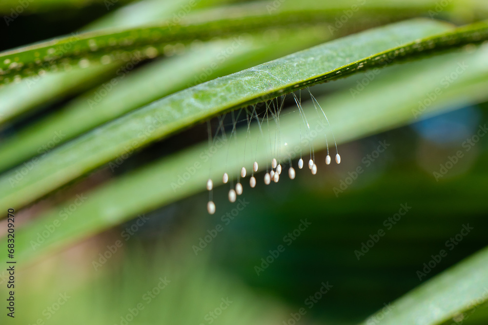 The Eggs Of Chrysoperla Carnea One Of The Species Of Common Green 
