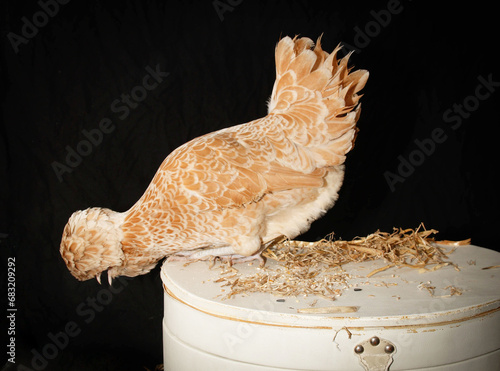 Paduahuhn auf Hutschachtel