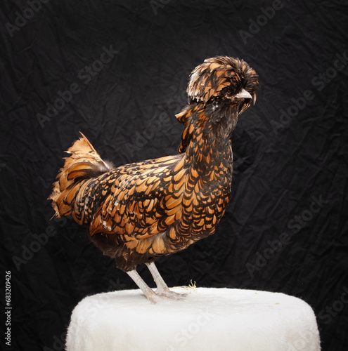 Paduahuhn auf Hocker