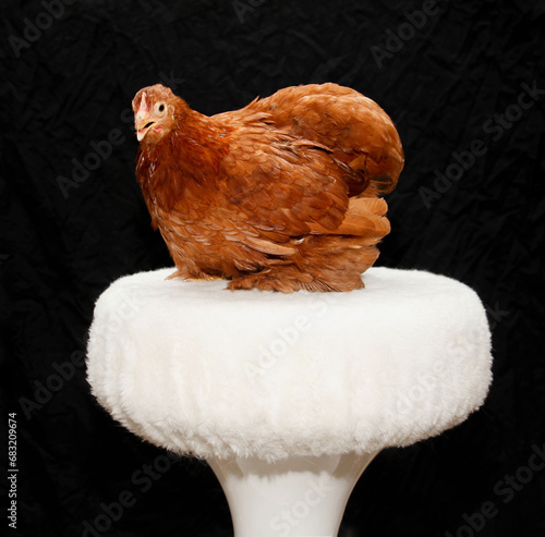 Rotes Cochinhihn auf Hocker