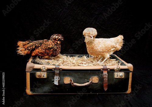 2 Paduahühner im Studio