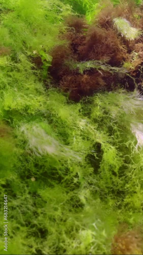 Vertical video, Rock reef covered with mussels and algae: Ulva, Cladophora and Bryopsis in bright sunny day, Slow motion Vertical video, Rock reef covered with mussels and algae: Ulva, Cladophora and Bryopsis in bright sunny day, Slow motion
