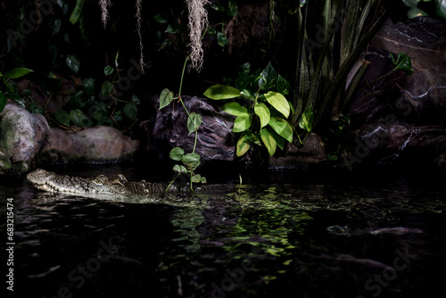 dangerous wild crocodile