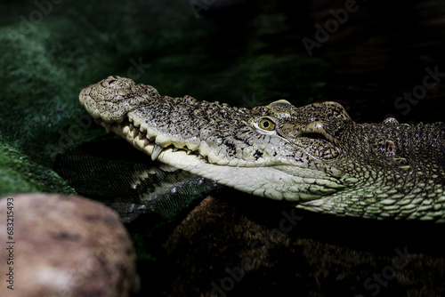 close - up of the dangerous crocodile