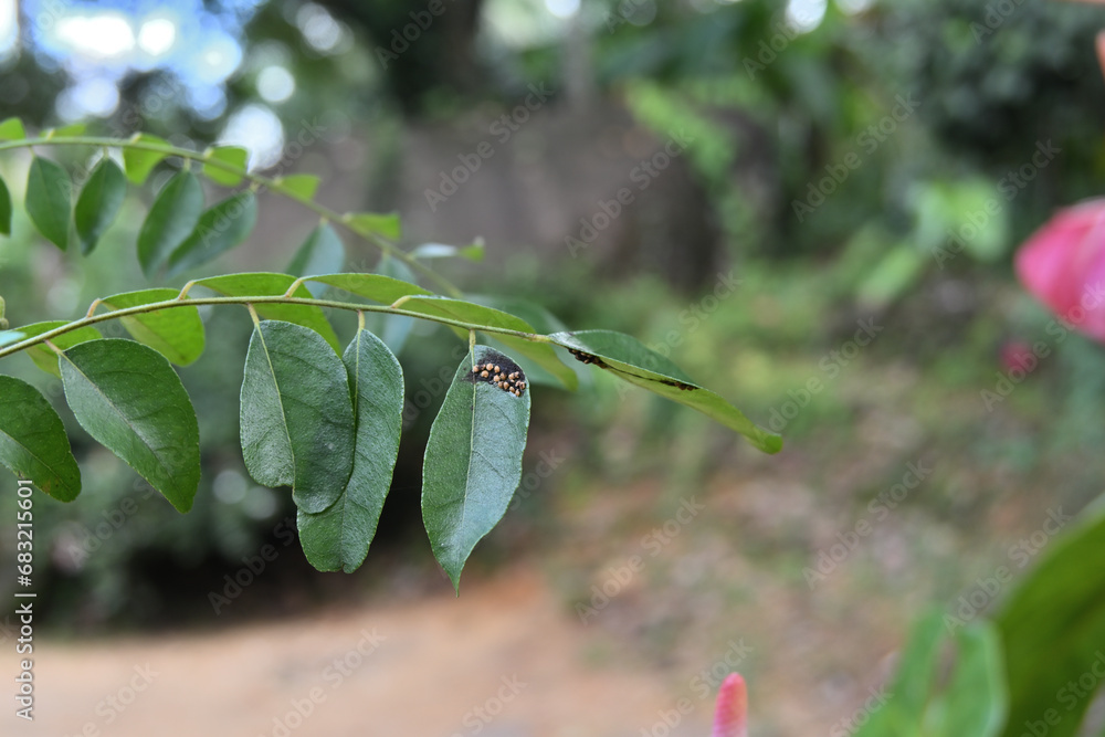Example of a seed dispersal by the birds, a bird poop with seeds fallen ...