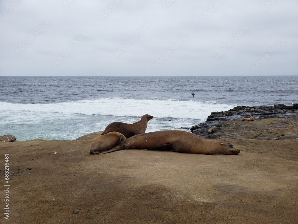 Fototapeta premium seal on the beach