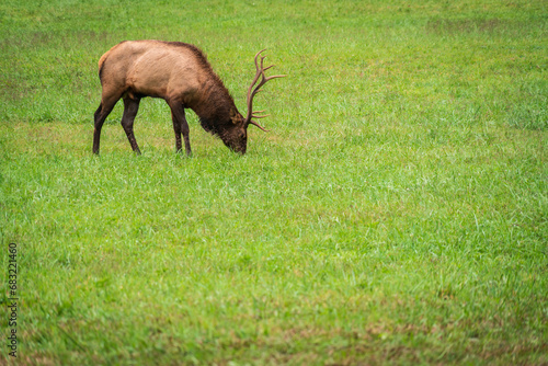 Elk in Great Smoky Mountains National Park © Zack Frank