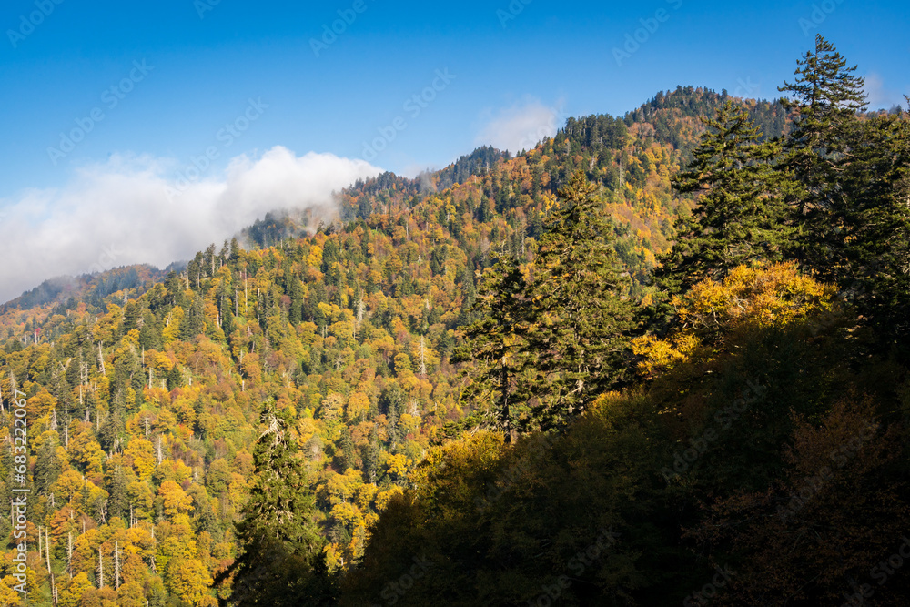 Fototapeta premium The Great Smoky Mountains National Park
