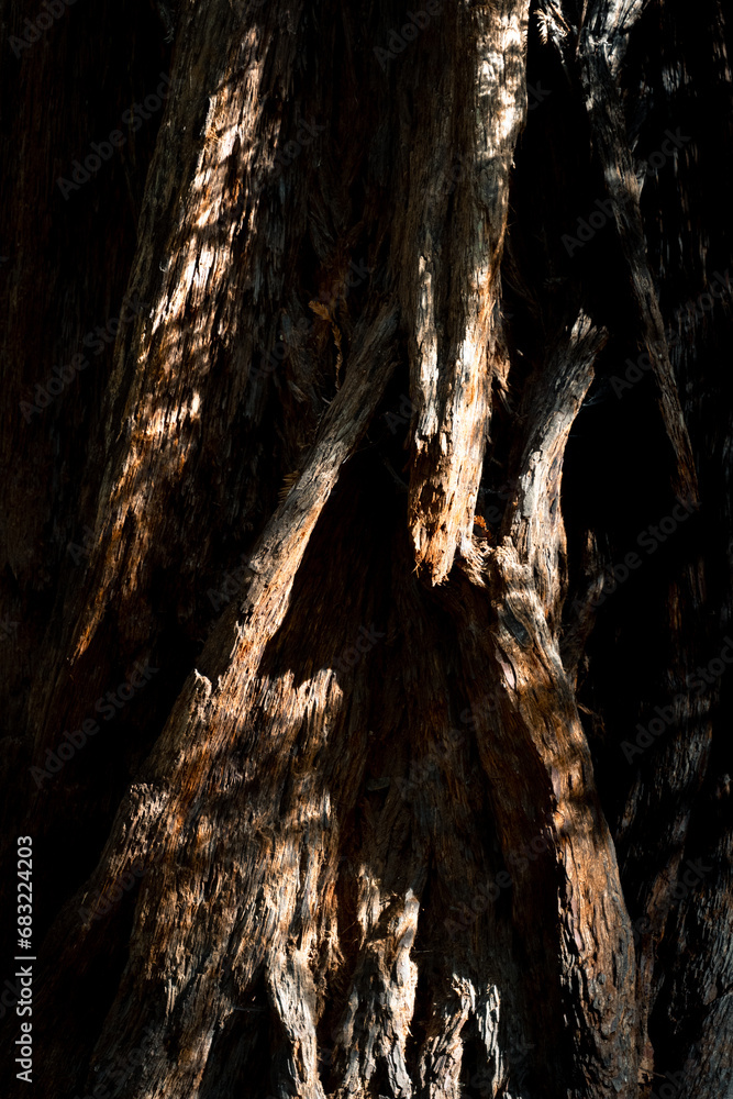 A clair obscur sun light on a very old and textured tree trunk A clair obscur sun light on a very old and textured tree trunk