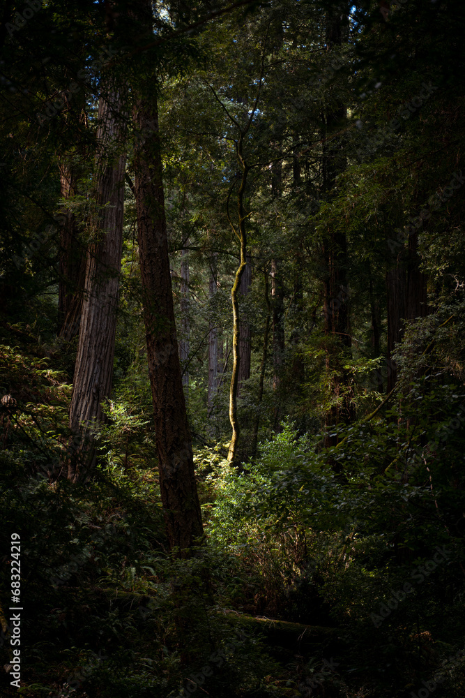 A sun light ray shines on a tree in muir woods forest california A sun light ray shines on a tree in muir woods forest california