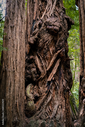 A face like shaped tree trunk of a very old redwood tree in Muir Woods California photo