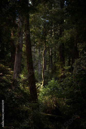 Quadro em tela A sun light ray shines on a tree in muir woods forest california