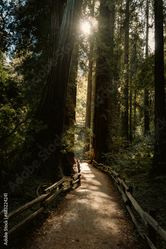 A path in the forest of muir woods photo