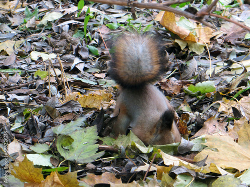 Autumn park.A gray-red squirrel sits by a tree on autumn foliage and hides a nut in the ground.