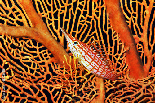 Longnose hawkfish - Oxycirrhites typus photo