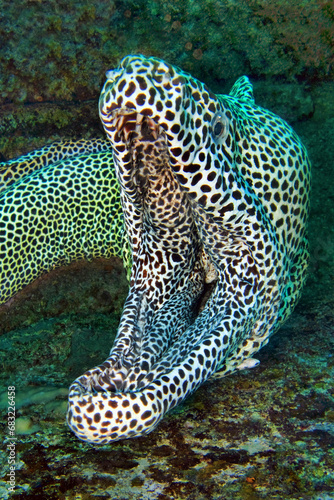 Leopard moray eel - Gymnothorax favagineus