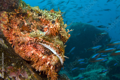 Billede på lærred Raggy scorpionfish - Scorpaenopsis venosa