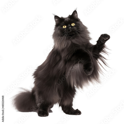 british longhair cat looking isolated on white photo