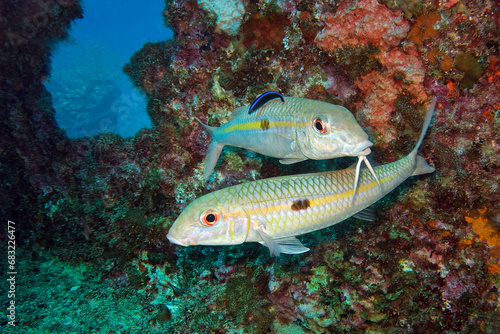 Yellowstripe goatfish - Mulloidichthys flavolineatus photo