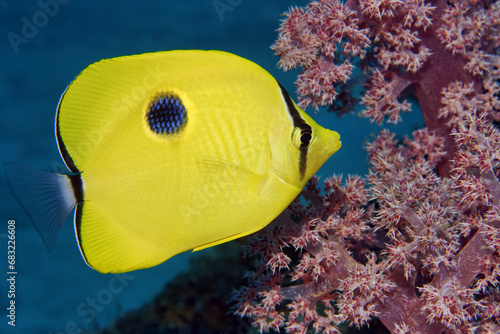 Yellow teardrop butterflyfish - Chaetodon interruptus photo