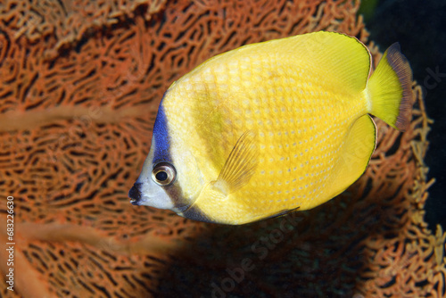Klein's butterflyfish - Chaetodon kleinii