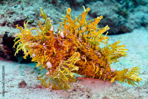 Weedy scorpionfish - Rhinopias frondosa