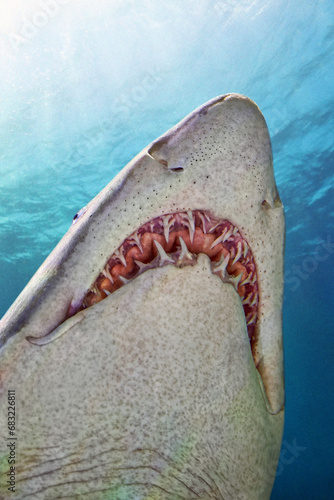 Sand tiger shark - Carcharias taurus photo