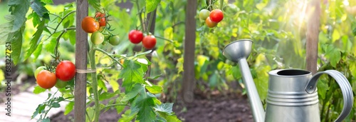 closeup on red tomatoes ripening in a vegetable garden attached to a guardian in green foliage.and steel watering can photo