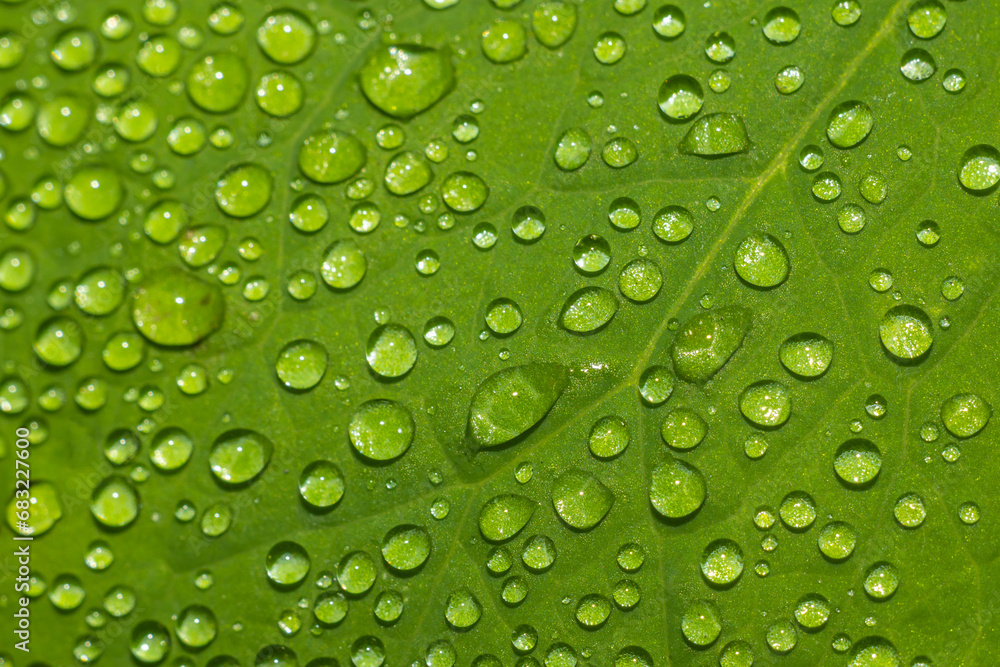 Close-up of bright drops of water lying on a leaf