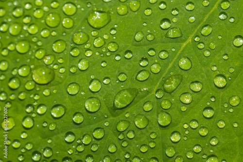 Close-up of bright drops of water lying on a leaf