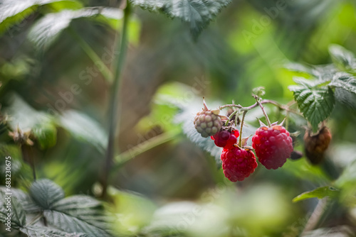 Growing pink raspberries in a bush behind a fence