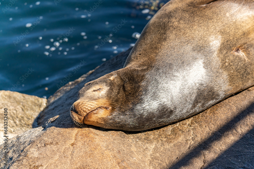 Obraz premium Sea lion sleeps on a rock near the ocean.
