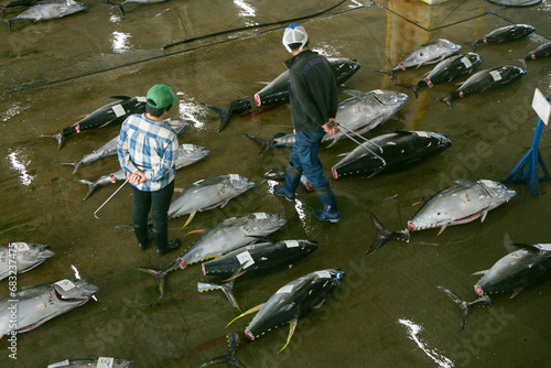 Yellow tale tuna and other catch at fish auction early in the morning at Katsuura Fish Port, Wakayama, Japan. photo