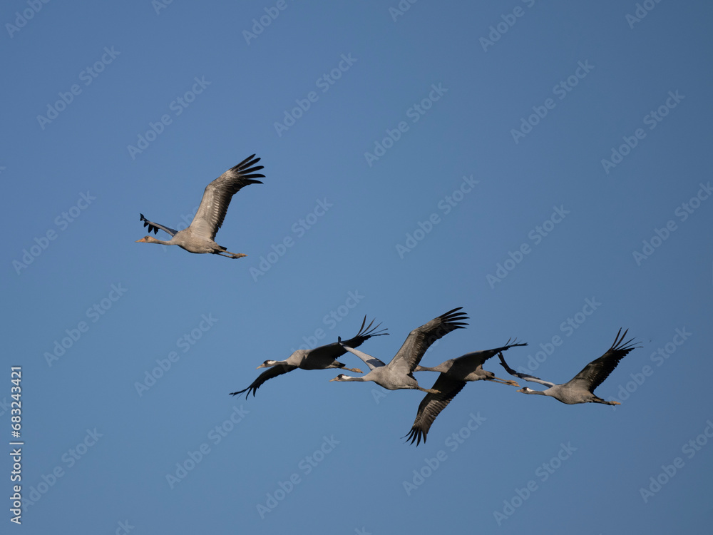 Obraz premium Kranich&nbsp;(Grus grus)