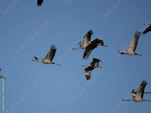 Kranich (Grus grus) © Lothar Lenz