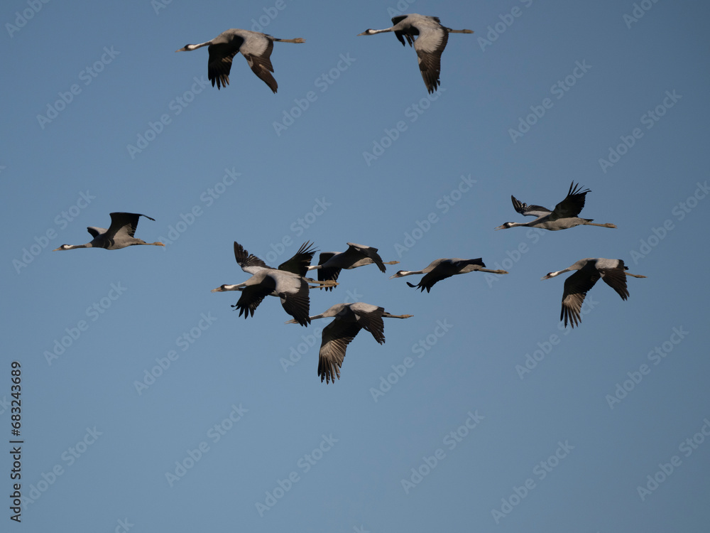 Obraz premium Kranich&nbsp;(Grus grus)