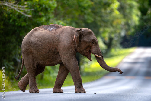 Male Asian elephant in nature