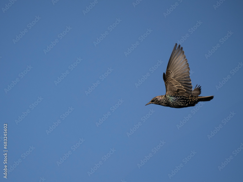 Fototapeta premium Star (Sturnus vulgaris)