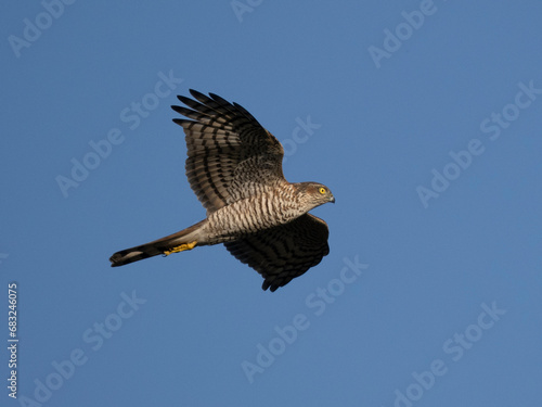 Sperber  Accipiter nisus 