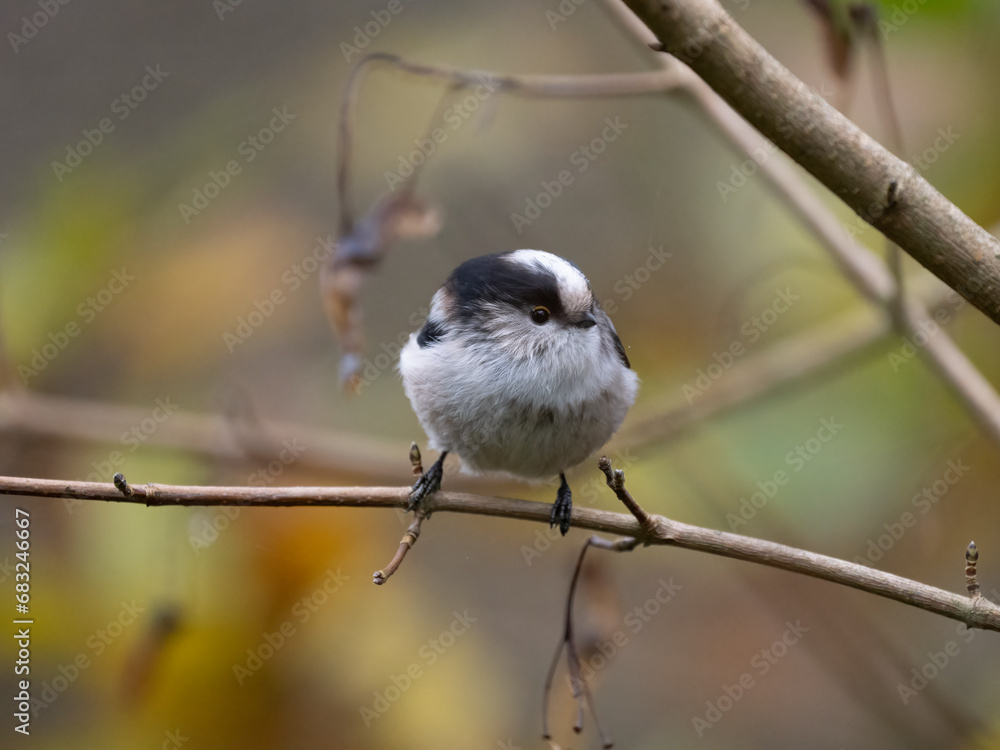 Fototapeta premium Schwanzmeise (Aegithalos caudatus)